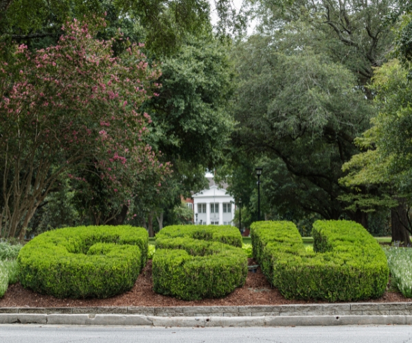 photo of GSU hedges