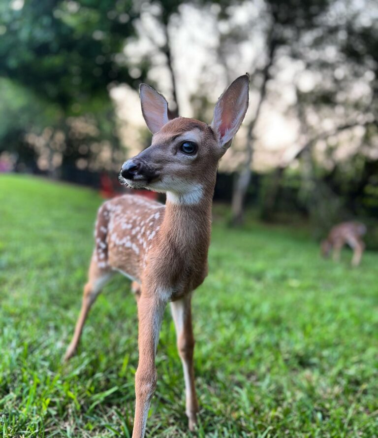 1 Fawn 1 768x889