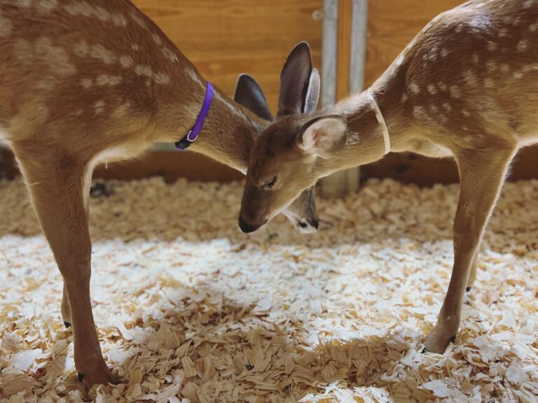 Fawns 768x576